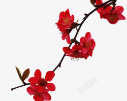 木本花卉红色木棉花高清图片
