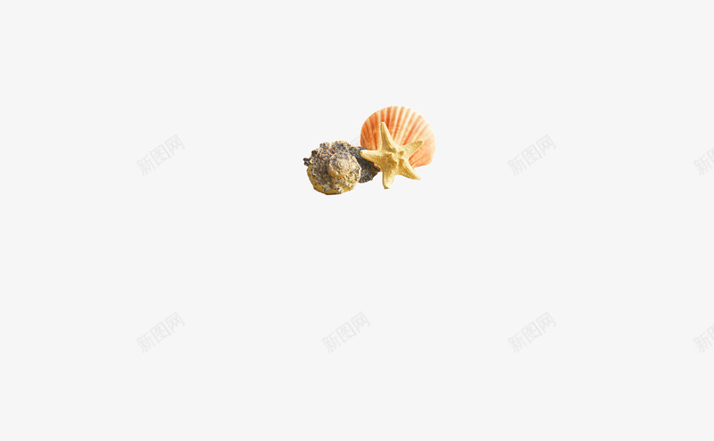贝壳海星海螺png免抠素材_新图网 https://ixintu.com 贝壳海星海螺