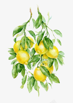 蜂蜜和柠檬手绘插画柠檬高清图片