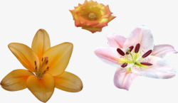 春季清新黄粉色花朵装饰素材