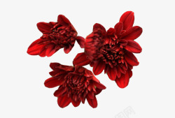 三红三朵红墨菊高清图片