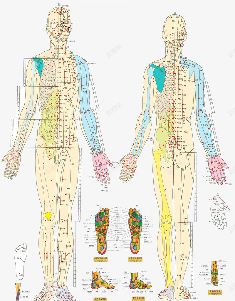 针灸图png免抠素材_新图网 https://ixintu.com 中医 人体 装饰 针灸 针灸疗法