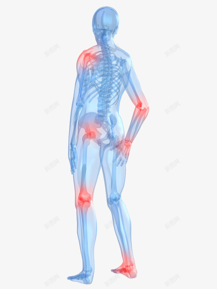 人体透视图png免抠素材_新图网 https://ixintu.com 人体肌肉骨骼 人体轮廓图 关节 医疗护理 肌肉 透视图 骨骼