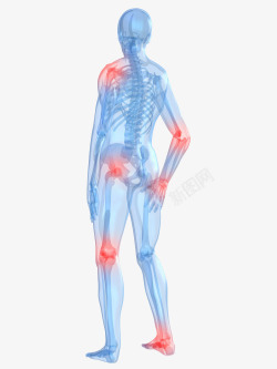 脚部肌肉骨骼人体透视图高清图片