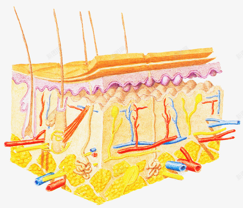 生物医学插图png免抠素材_新图网 https://ixintu.com 毛发 毛细血管 皮肤结构 皮脂