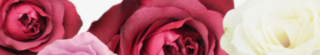 玫瑰花边框相框png免抠素材_新图网 https://ixintu.com 婚庆元素 玫瑰 相框 边框 鲜花