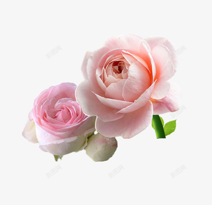 粉色鲜花装饰图案png免抠素材_新图网 https://ixintu.com 免抠PNG 玫瑰花 粉色 装饰图案 鲜花