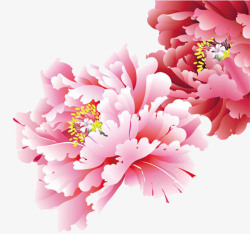鲜艳的花朵鲜花牡丹花高清图片