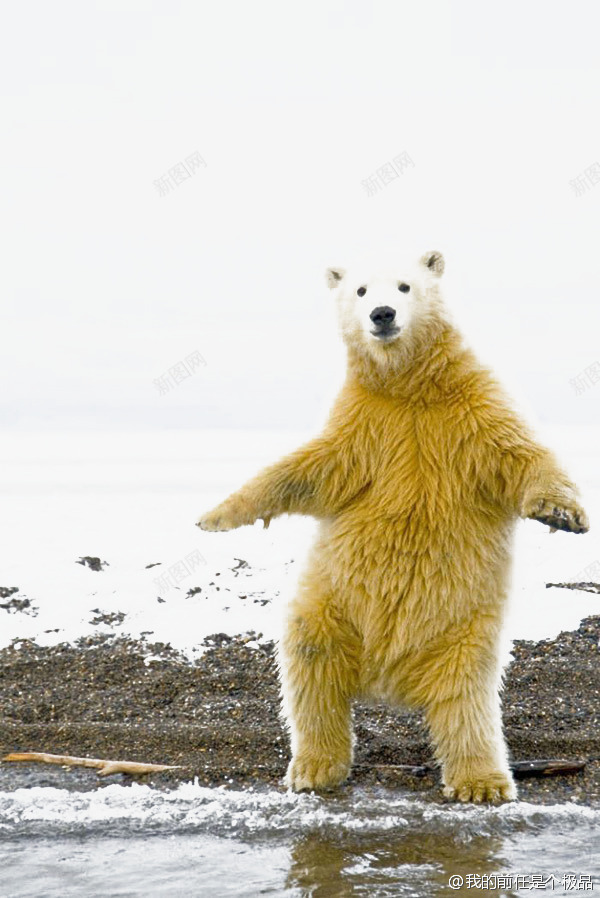 动物北极熊png免抠素材_新图网 https://ixintu.com 动物 摄影 毛发 黄色