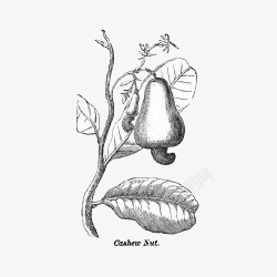 腰果树手绘腰果树植物百科插画高清图片