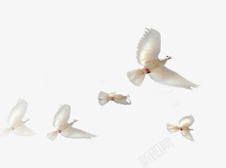停留的白鸟白色和平鸽高清图片