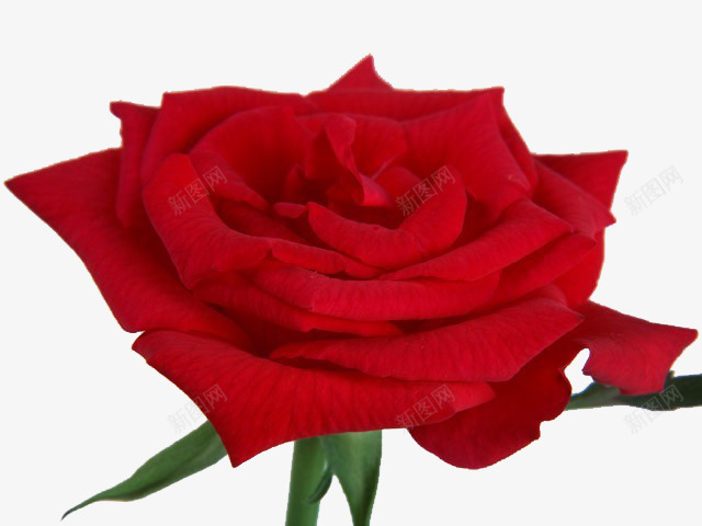 美丽的玫瑰png免抠素材_新图网 https://ixintu.com 好看 漂亮 玫瑰 美丽