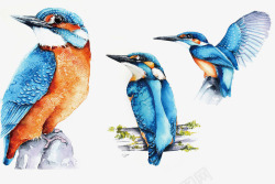 蓝色的翠鸟翠鸟水彩插图高清图片