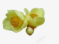 黄色花骨朵两朵金花茶高清图片