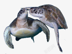两只海龟素材