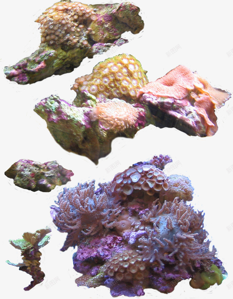 深海植物png免抠素材_新图网 https://ixintu.com 植物 海 海洋馆 海葵 海葵图片 海藻
