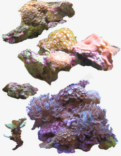 密密麻麻的海植物深海植物高清图片