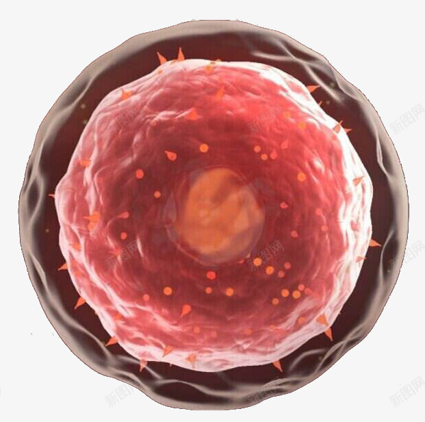 红色医学细胞图形png免抠素材_新图网 https://ixintu.com 医学 医学细胞 生物 研究 科学 红色 细胞