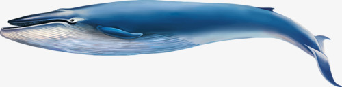 大型鲸鱼png免抠素材_新图网 https://ixintu.com 杀人鲸 海洋 鲸鱼 鲸鱼插图