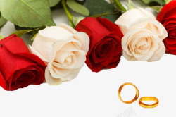 红玫瑰和戒指戒指玫瑰素材