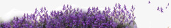 欧洲薰衣草花海紫色花海高清图片