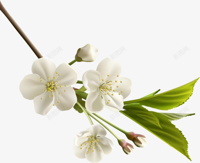白色花瓣元素png免抠素材_新图网 https://ixintu.com 梨花 白色花瓣 纯洁花瓣 装饰元素