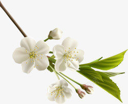 白色的梨花白色花瓣元素高清图片