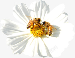 春季白色雏菊蜜蜂素材