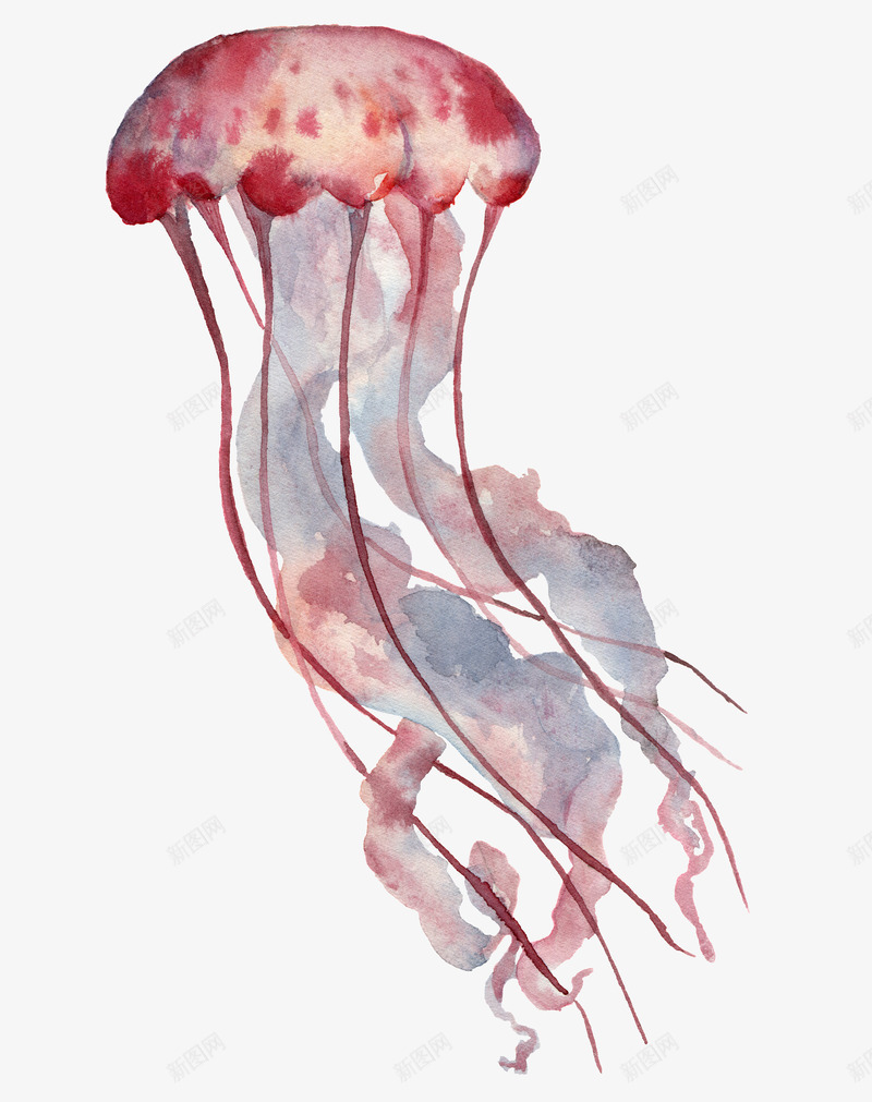 手绘粉色的水母图png免抠素材_新图网 https://ixintu.com 动物 卡通手绘 彩色水母 水彩 水母 海洋生物 粉色 红色水母 装饰