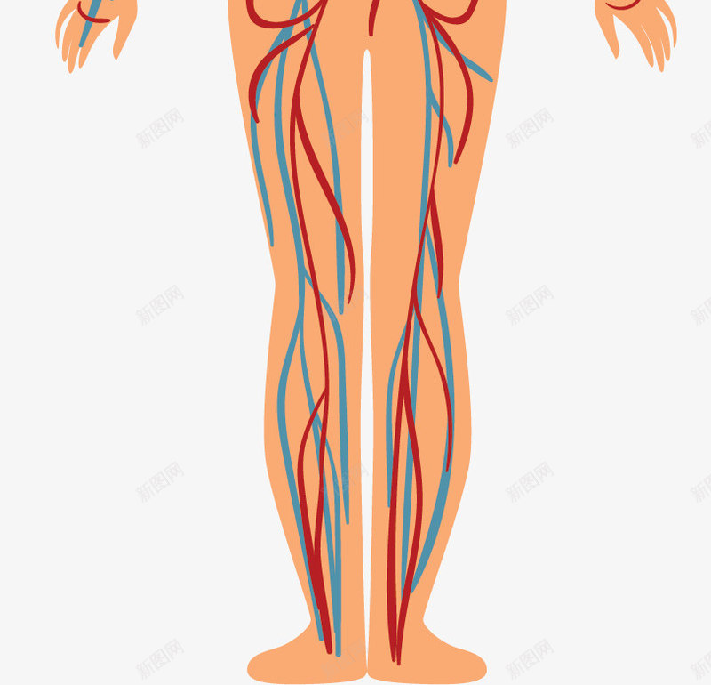 人体静脉血管矢量图ai免抠素材_新图网 https://ixintu.com PNG图 PNG图下载 人体静脉 创意卡通 卡通插图 插图 生物医疗 矢量图 血管 血管图案