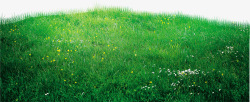 绿色烂漫草地花朵美景素材