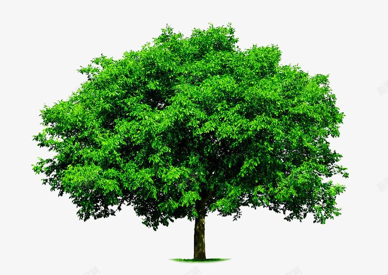 大树冠桉树png免抠素材_新图网 https://ixintu.com 希望 树俯视图 树冠 树头 树木 桉树 植物 环保 生命 绿色