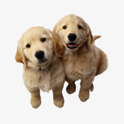 两只耳朵可爱的狗兄弟高清图片