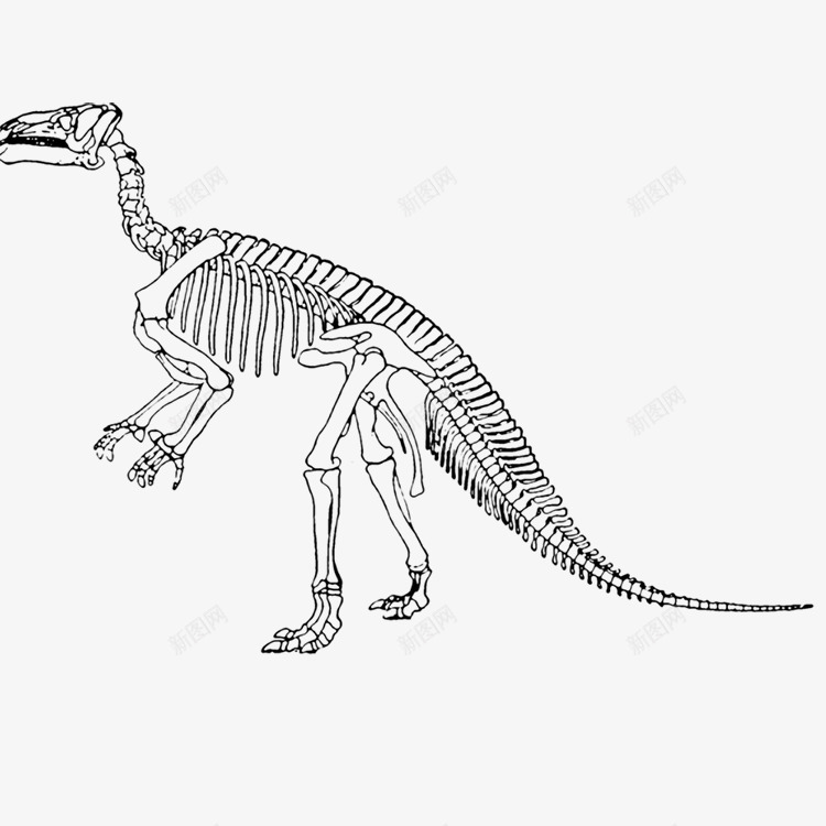 恐龙骨架png免抠素材_新图网 https://ixintu.com 古生物 恐龙 骨架