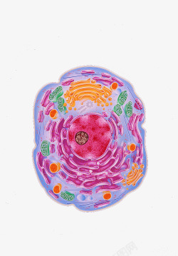 彩色细胞核结构素材