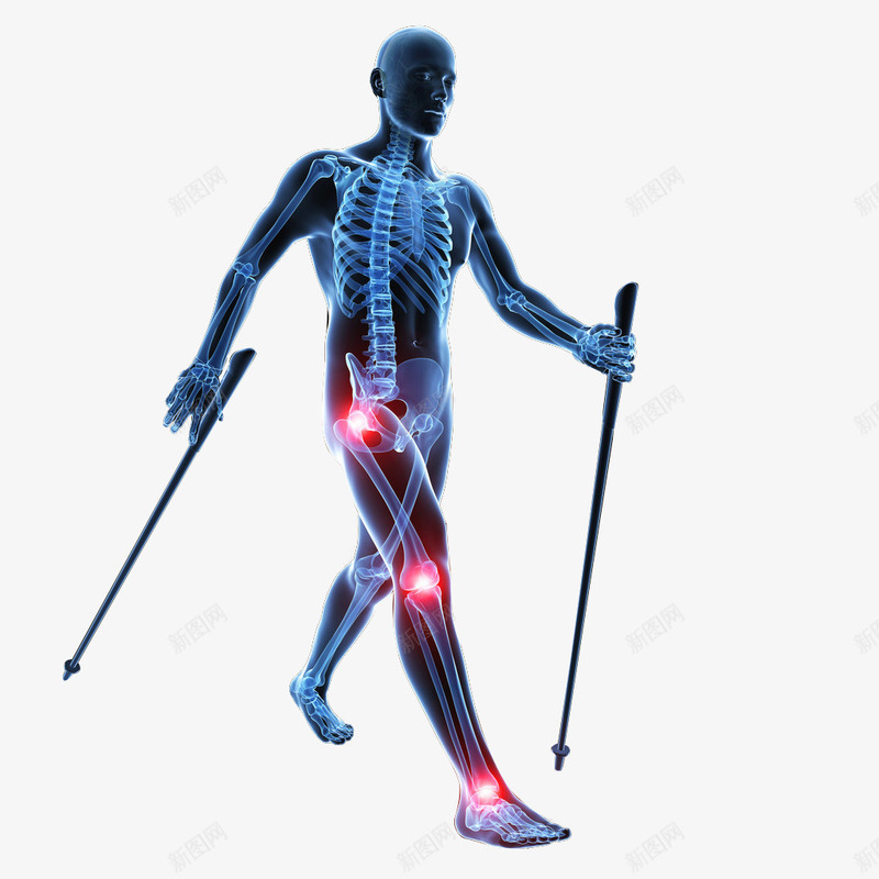 医学3D人体png免抠素材_新图网 https://ixintu.com 人体轮廓图 人体透视图 医学3d人体图