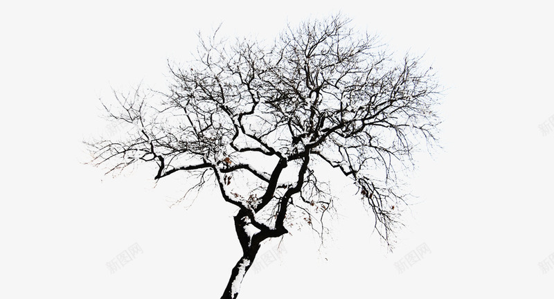 树枝上的积雪png免抠素材_新图网 https://ixintu.com 冬天 冬季 树木 树枝 白色 雪树 雪花