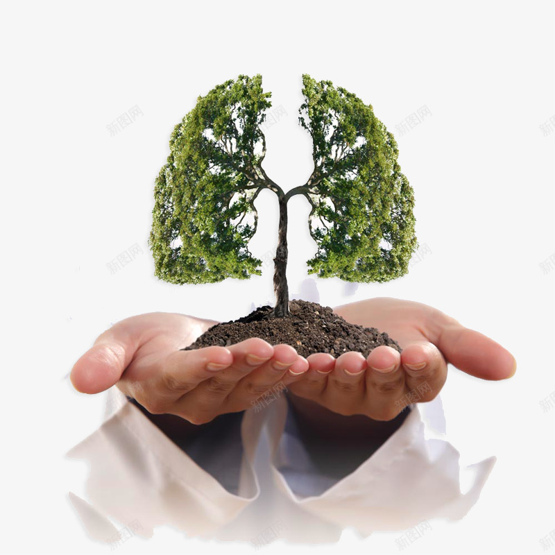 创意肺部png免抠素材_新图网 https://ixintu.com 创意肺部 吸烟 大树 肺部 肺部创意