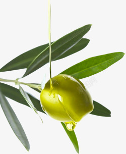 绿色橄榄油素材
