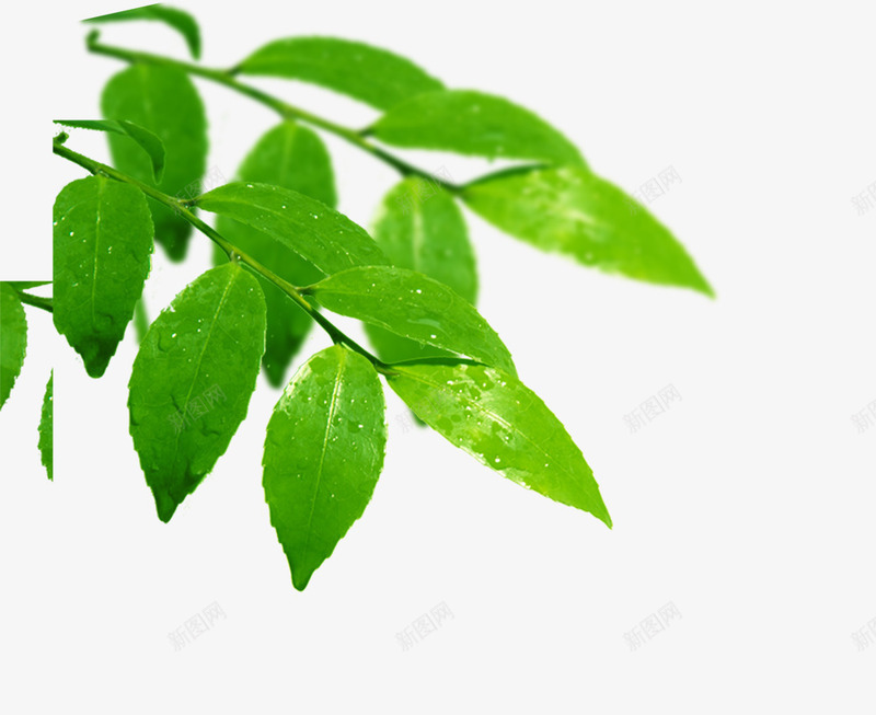 绿色的树叶有水珠png免抠素材_新图网 https://ixintu.com 实物 枝条 树叶 植物 水珠 绿色