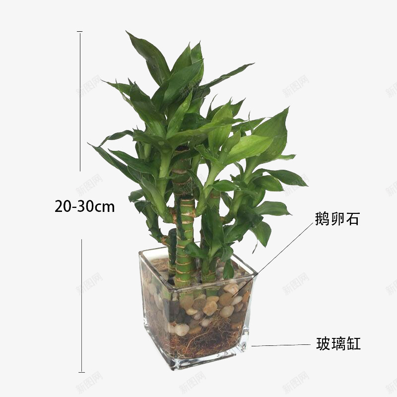 水植物富贵竹png免抠素材_新图网 https://ixintu.com 实拍 实物 富贵竹 植物 竹子 节节高