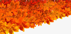 秋季金黄色树叶银杏叶高清图片