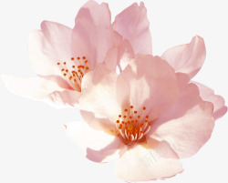 粉色淡雅唯美花朵盛开素材