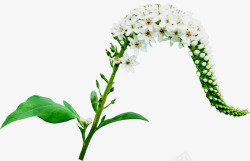 清新春季自然花朵素材