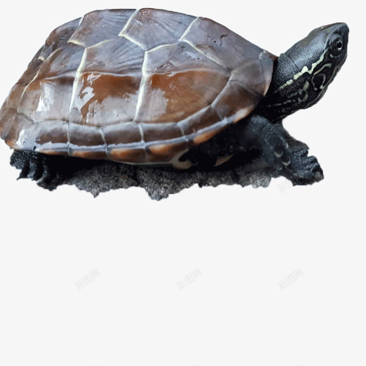 一只可爱的乌龟png免抠素材_新图网 https://ixintu.com 乌龟 产品实物 动物 王八