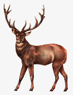 手绘动物世界卡通手绘鹿高清图片