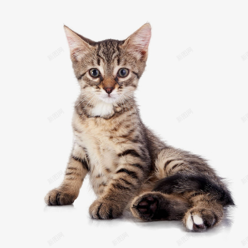 优雅的小小猫咪png免抠素材_新图网 https://ixintu.com 优雅 动物 可爱 姿势 猫咪