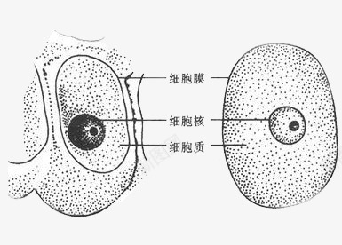 高中生物细胞分解图png免抠素材_新图网 https://ixintu.com 分解图 生物 细胞 高中