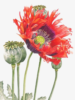红色的罂粟花花朵高清图片