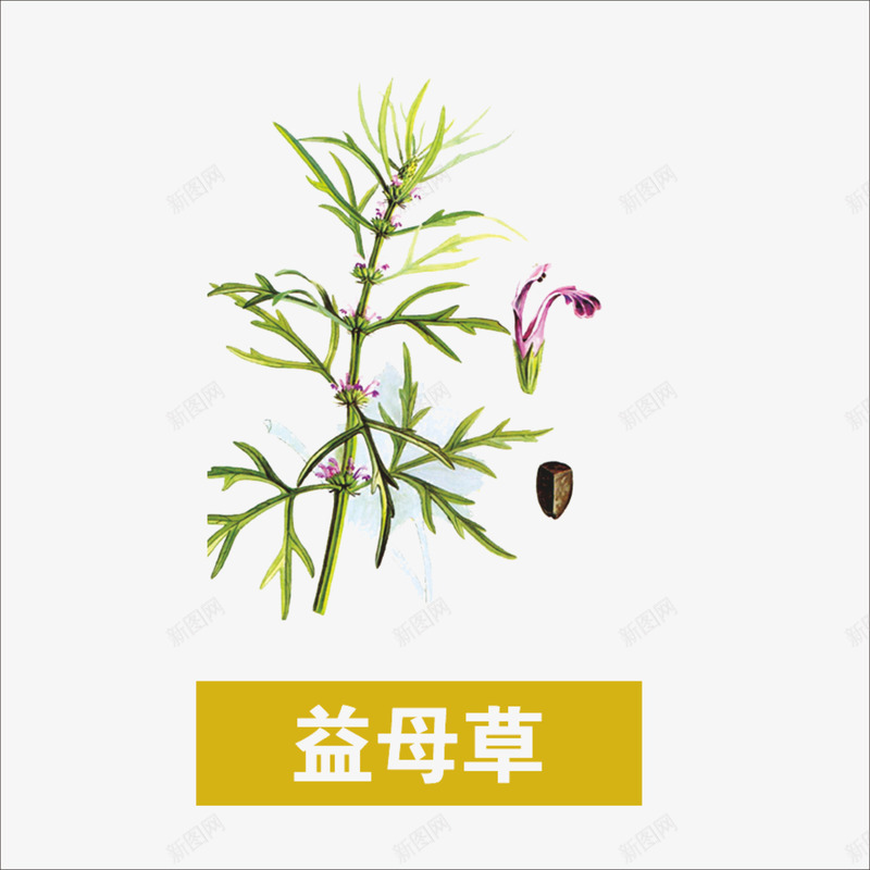 草药png免抠素材_新图网 https://ixintu.com 中药 本草纲目 益母草 药材